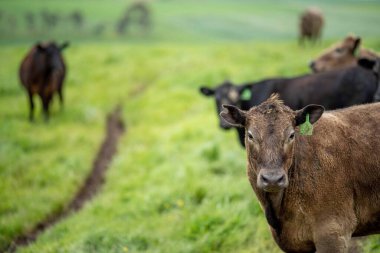 Avustralya 'da otlanan sığır ve buzağılar. Saman ve tohum yiyorlar. Türleri arasında benekli park, murray grisi, angus, brangus ve süt inekleri yer almaktadır..