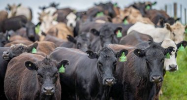 Avustralya 'da otlanan sığır ve buzağılar. Saman ve tohum yiyorlar. Türleri arasında benekli park, murray grisi, angus, brangus ve süt inekleri yer almaktadır..