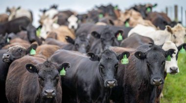 Avustralya 'da otlanan sığır ve buzağılar. Saman ve tohum yiyorlar. Türleri arasında benekli park, murray grisi, angus, brangus ve süt inekleri yer almaktadır..