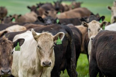 Avustralya 'da otlanan sığır ve buzağılar. Saman ve tohum yiyorlar. Türleri arasında benekli park, murray grisi, angus, brangus ve süt inekleri yer almaktadır..