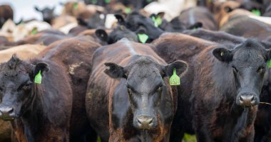Avustralya 'da otlanan sığır ve buzağılar. Saman ve tohum yiyorlar. Türleri arasında benekli park, murray grisi, angus, brangus ve süt inekleri yer almaktadır..