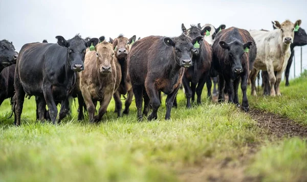 Vacas Bezerros Pastando Grama Austrália Comer Feno Silagem Raças Incluem — Fotografia de Stock