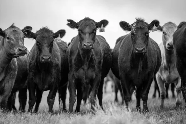 Krávy Telata Pasoucí Trávě Austrálii Jíst Seno Siláž Plemena Zahrnují — Stock fotografie