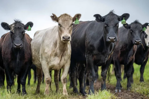 Rinderkühe Und Kälber Weiden Auf Gras Australien Essen Von Heu — Stockfoto