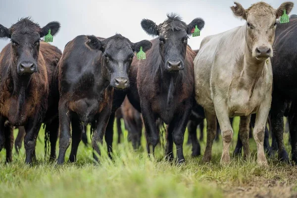 Vaches Veaux Boucherie Paissant Sur Herbe Australie Manger Foin Ensilage — Photo