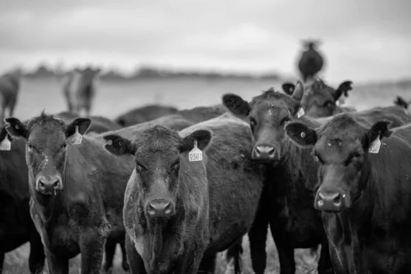 Vacas Res Terneros Pastando Hierba Australia Comiendo Heno Ensilado Razas —  Fotos de Stock
