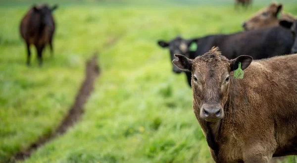 Vacas Res Terneros Pastando Hierba Australia Comiendo Heno Ensilado Razas —  Fotos de Stock