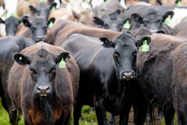 Beef cows and calves grazing on grass in Australia. Eating hay and silage. breeds include speckled park, murray grey, angus, brangus and dairy cows.