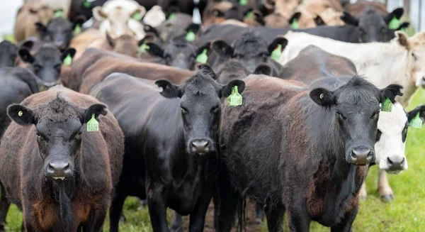 Beef cows and calves grazing on grass in Australia. Eating hay and silage. breeds include speckled park, murray grey, angus, brangus and dairy cows.