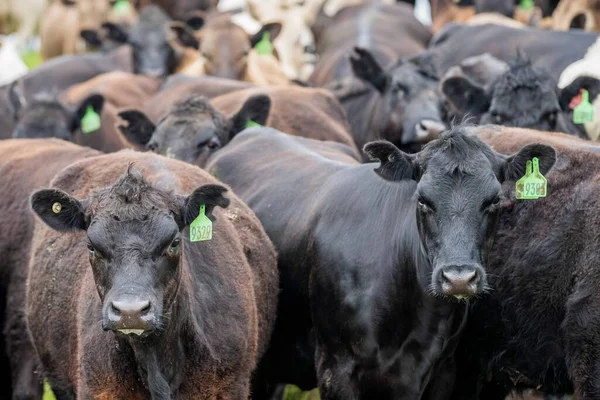 Beef cows and calves grazing on grass in Australia. Eating hay and silage. breeds include speckled park, murray grey, angus, brangus and dairy cows.