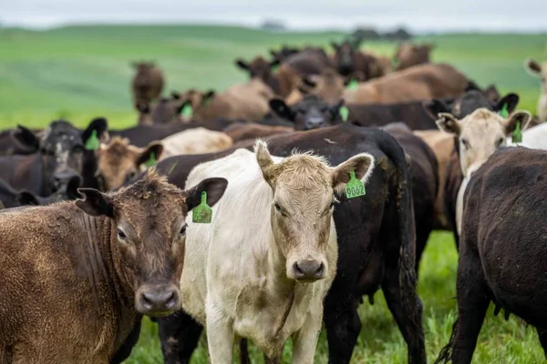 Говяжьи Коровы Телята Пасутся Траве Австралии Сено Силос Породы Включают — стоковое фото