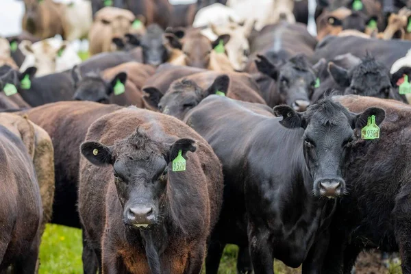 Beef cows and calves grazing on grass in Australia. Eating hay and silage. breeds include speckled park, murray grey, angus, brangus and dairy cows.