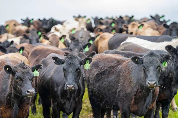 Beef cows and calves grazing on grass in Australia. Eating hay and silage. breeds include speckled park, murray grey, angus, brangus and dairy cows.