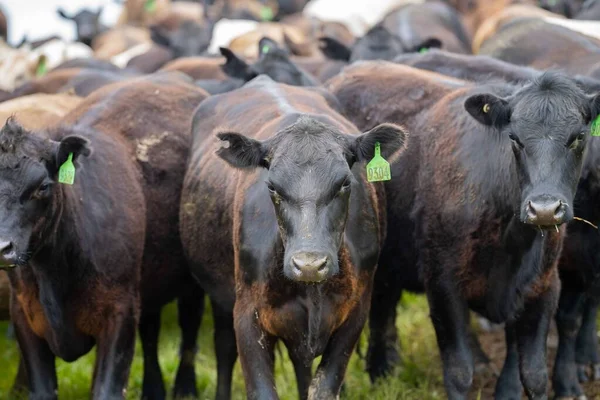 在澳大利亚 牛犊和小牛犊在草地上吃草 吃干草和青贮 品种包括斑点公园 杂乱的灰色 Angus Brangus和奶牛 — 图库照片