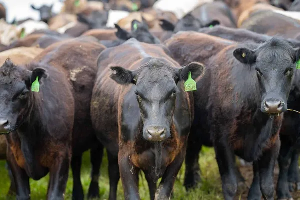 Beef cows and calves grazing on grass in Australia. Eating hay and silage. breeds include speckled park, murray grey, angus, brangus and dairy cows.