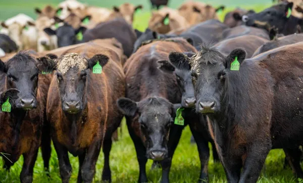 Vacas Res Terneros Pastando Hierba Australia Comiendo Heno Ensilado Razas — Foto de Stock