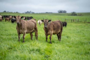 Avustralya 'da otlanan sığır ve buzağılar. Saman ve tohum yiyorlar. Türleri arasında benekli park, murray grisi, angus, brangus ve süt inekleri yer almaktadır..