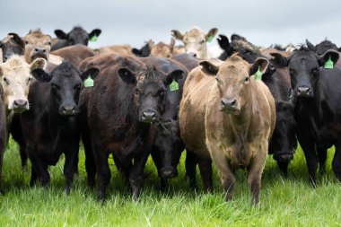 Avustralya 'da bir çiftlik çiftliğinde otlayan sığır ve buzağılara yakından bakın. Saman yiyen sığırlar. Cinsler arasında benekli park, Murray Grey, angus, Brangus, hereford, wagyu, süt inekleri,.