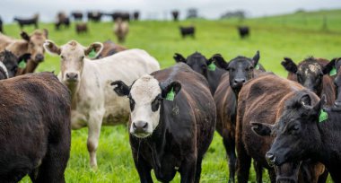 Avustralya 'da bir çiftlik çiftliğinde otlayan sığır ve buzağılara yakından bakın. Saman yiyen sığırlar. Cinsler arasında benekli park, Murray Grey, angus, Brangus, hereford, wagyu, süt inekleri,.