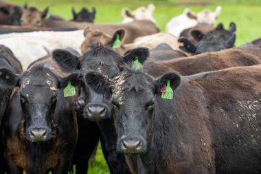 Avustralya 'da bir çiftlik çiftliğinde otlayan sığır ve buzağılara yakından bakın. Saman yiyen sığırlar. Cinsler arasında benekli park, Murray Grey, angus, Brangus, hereford, wagyu, süt inekleri,.