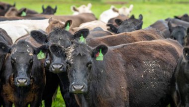 Avustralya 'da bir çiftlik çiftliğinde otlayan sığır ve buzağılara yakından bakın. Saman yiyen sığırlar. Cinsler arasında benekli park, Murray Grey, angus, Brangus, hereford, wagyu, süt inekleri,.