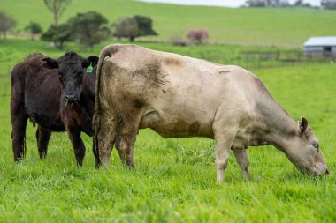 Avustralya 'da bir çiftlik çiftliğinde otlayan sığır ve buzağılara yakından bakın. Saman yiyen sığırlar. Cinsler arasında benekli park, Murray Grey, angus, Brangus, hereford, wagyu, süt inekleri,.