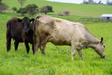 Avustralya 'da bir çiftlik çiftliğinde otlayan sığır ve buzağılara yakından bakın. Saman yiyen sığırlar. Cinsler arasında benekli park, Murray Grey, angus, Brangus, hereford, wagyu, süt inekleri,.