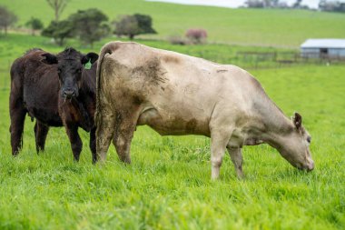 Avustralya 'da bir çiftlik çiftliğinde otlayan sığır ve buzağılara yakından bakın. Saman yiyen sığırlar. Cinsler arasında benekli park, Murray Grey, angus, Brangus, hereford, wagyu, süt inekleri,.