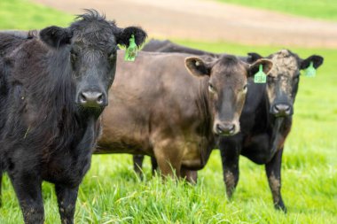 Avustralya 'da bir çiftlik çiftliğinde otlayan sığır ve buzağılara yakından bakın. Saman yiyen sığırlar. Cinsler arasında benekli park, Murray Grey, angus, Brangus, hereford, wagyu, süt inekleri,.