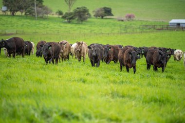 Avustralya 'da bir çiftlik çiftliğinde otlayan sığır ve buzağılara yakından bakın. Saman yiyen sığırlar. Cinsler arasında benekli park, Murray Grey, angus, Brangus, hereford, wagyu, süt inekleri,.