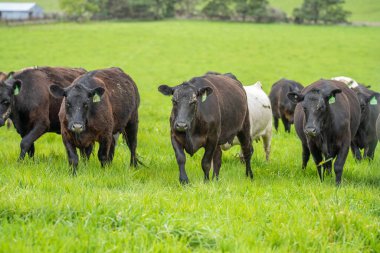 Avustralya 'da bir çiftlik çiftliğinde otlayan sığır ve buzağılara yakından bakın. Saman yiyen sığırlar. Cinsler arasında benekli park, Murray Grey, angus, Brangus, hereford, wagyu, süt inekleri,.