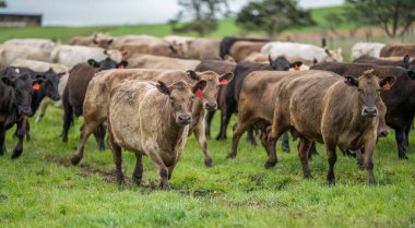 Avustralya 'da bir çiftlik çiftliğinde otlayan sığır ve buzağılara yakından bakın. Saman yiyen sığırlar. Cinsler arasında benekli park, Murray Grey, angus, Brangus, hereford, wagyu, süt inekleri,.