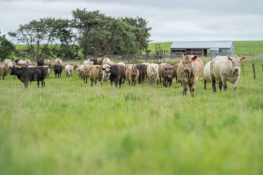 Avustralya 'da bir çiftlik çiftliğinde otlayan sığır ve buzağılara yakından bakın. Saman yiyen sığırlar. Cinsler arasında benekli park, Murray Grey, angus, Brangus, hereford, wagyu, süt inekleri,.