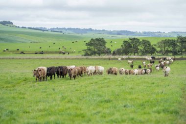 Avustralya 'da bir çiftlik çiftliğinde otlayan sığır ve buzağılara yakından bakın. Saman yiyen sığırlar. Cinsler arasında benekli park, Murray Grey, angus, Brangus, hereford, wagyu, süt inekleri,.