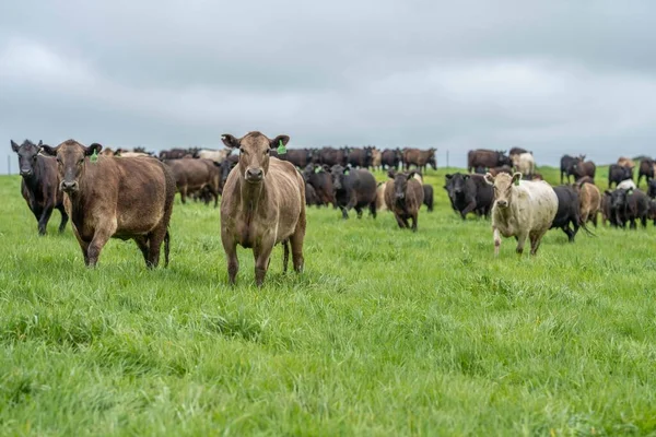 Vacas Bezerros Pastando Grama Austrália Comer Feno Silagem Raças Incluem — Fotografia de Stock
