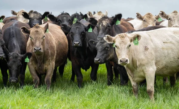 Sluiten Van Runderen Kalveren Die Grazen Gras Australië Een Boerderij — Stockfoto