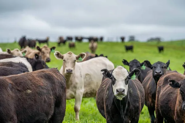Großaufnahme Von Rindern Und Kälbern Die Auf Einer Farm Australien — Stockfoto
