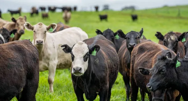在澳大利亚的一个农场里 牛和小牛犊在草地上吃草 牛吃干草和青贮 采购产品品种包括斑点公园 穆雷灰色 Angus Brangus Wagyu — 图库照片