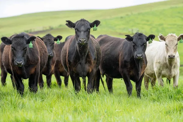 Primer Plano Vacas Terneros Pastando Hierba Australia Rancho Agrícola Ganado — Foto de Stock