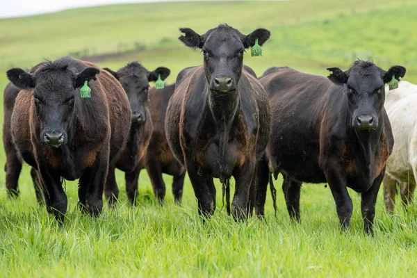 Gros Plan Vaches Boucherie Veaux Broutant Herbe Australie Dans Ranch — Photo