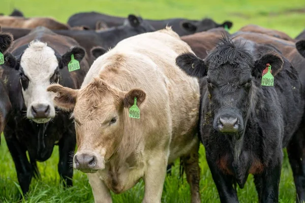 Sluiten Van Runderen Kalveren Die Grazen Gras Australië Een Boerderij — Stockfoto