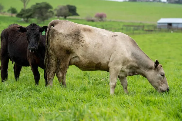 Close up of beef cows and calves grazing on grass in Australia, on a farming ranch. Cattle eating hay and silage. breeds include speckled park, Murray grey, angus, Brangus, hereford, wagyu, dairy cows.