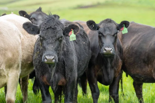 Primer Plano Vacas Terneros Pastando Hierba Australia Rancho Agrícola Ganado — Foto de Stock