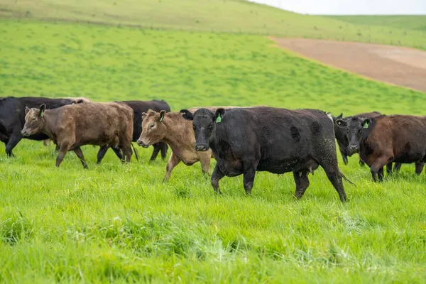 Close up of beef cows and calves grazing on grass in Australia, on a farming ranch. Cattle eating hay and silage. breeds include speckled park, Murray grey, angus, Brangus, hereford, wagyu, dairy cows.