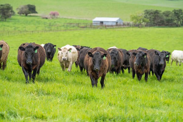 Close up of beef cows and calves grazing on grass in Australia, on a farming ranch. Cattle eating hay and silage. breeds include speckled park, Murray grey, angus, Brangus, hereford, wagyu, dairy cows.