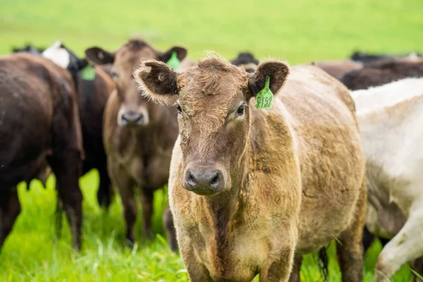 호주의 목장에서 송아지의 사진입니다 소들은 건초와 명주를 먹습니다 그레이 앙구스 — 스톡 사진