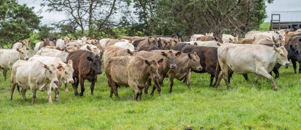 Close up of beef cows and calves grazing on grass in Australia, on a farming ranch. Cattle eating hay and silage. breeds include speckled park, Murray grey, angus, Brangus, hereford, wagyu, dairy cows.