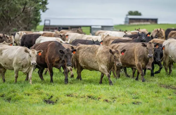 Primer Plano Vacas Terneros Pastando Hierba Australia Rancho Agrícola Ganado —  Fotos de Stock