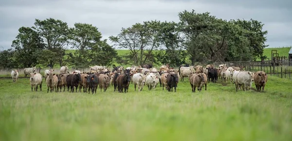 Close up of beef cows and calves grazing on grass in Australia, on a farming ranch. Cattle eating hay and silage. breeds include speckled park, Murray grey, angus, Brangus, hereford, wagyu, dairy cows.