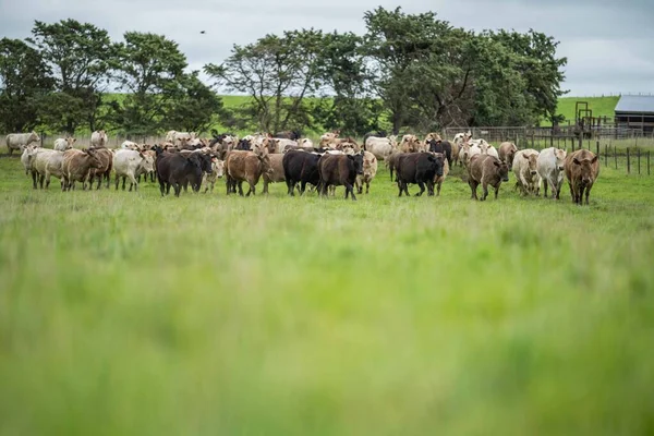 Close up of beef cows and calves grazing on grass in Australia, on a farming ranch. Cattle eating hay and silage. breeds include speckled park, Murray grey, angus, Brangus, hereford, wagyu, dairy cows.